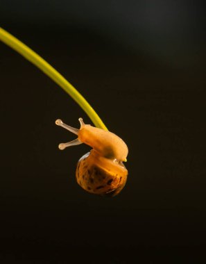 Yeşil çimlerde çiy damlalarıyla Achatina salyangozu. Yeni doğmuş salyangozların makro fotoğrafları.