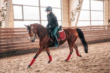 Genç bir kız ata biniyor. Sürücü eğitimi. Güzel bir at bir kız taşıyor. Liseli bir kız ata binmeyi öğreniyor..