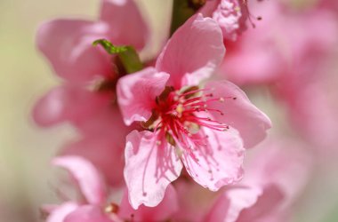 Pembe çiçekli bahar arkaplanı. Yumuşak odaklı, çiçekli badem makrosu dalları. Sakura. Çiçek açan kiraz. Paskalya ve bahar kartları. Güzel pembe arkaplan.