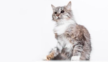 Beyaz arka planda soylu bir kedi. Metin için boş alan. Hayvanlara yakın çekim. Hayvan kürküne alerjisi var. Evcil kedi. Yumuşak tüylü kedi..