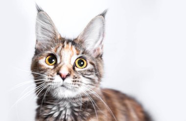 Beyaz arka planda soylu bir kedi. Metin için boş alan. Hayvanlara yakın çekim. Hayvan kürküne alerjisi var. Evcil kedi. Yumuşak tüylü kedi..