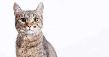 Beyaz arka planda soylu bir kedi. Metin için boş alan. Hayvanlara yakın çekim. Hayvan kürküne alerjisi var. Evcil kedi. Yumuşak tüylü kedi..