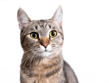 Beyaz arka planda soylu bir kedi. Metin için boş alan. Hayvanlara yakın çekim. Hayvan kürküne alerjisi var. Evcil kedi. Yumuşak tüylü kedi..