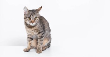 Beyaz arka planda soylu bir kedi. Metin için boş alan. Hayvanlara yakın çekim. Hayvan kürküne alerjisi var. Evcil kedi. Yumuşak tüylü kedi..