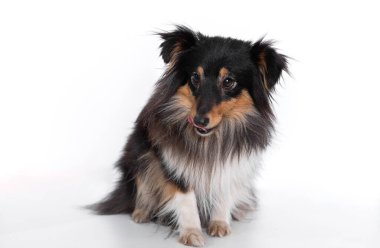 Beyaz bir arka planda İskoç çoban köpeğinin yakın çekimi. Beyaz arka planda mavi gözlü güzel bir köpek. Metin için boş alan. Hayvan-Çoban.