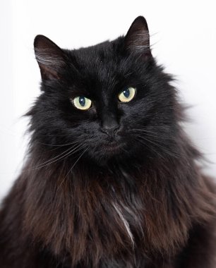 Beyaz arka planda siyah kedi. Evcil hayvanlar, beyaz arka planda izole edilmiş sevimli tüylü kediler. Kedi kürküne alerjisi var. Şirin hayvan, kısa saçlı tüylü kedi..