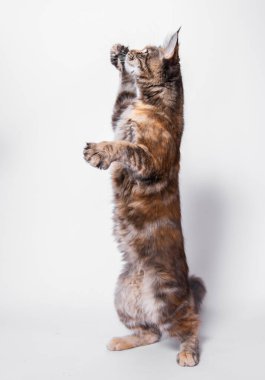 Kırmızı tüylü safkan bir Bengal kedisi beyaz arka planda arka ayakları üzerinde duruyor. Kedi ön pençeleriyle uzanıyor. Güzel pofuduk hayvan. Evcil kedi. Beyaz bir arkaplanda izole edilmiş. 