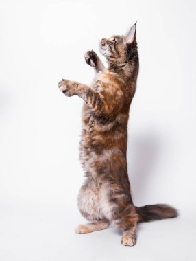 Kırmızı tüylü safkan bir Bengal kedisi beyaz arka planda arka ayakları üzerinde duruyor. Kedi ön pençeleriyle uzanıyor. Güzel pofuduk hayvan. Evcil kedi. Beyaz bir arkaplanda izole edilmiş. 