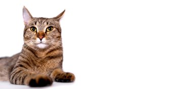 Beyaz arka planda tüylü Bengal kedisi. Çok güzel kırmızı bir hayvan. Metin için boş boşluk.