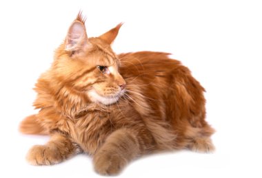 Zencefilli Maine Coon kedisinin portresi. Kabarık tüylü kedi yavrusu beyaz bir arka planda izole edilmiş. Sevimli genç kedi kameraya bakıyor. Boşluk. Beyaz arka plan. Pankart.