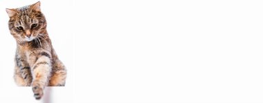 Beyaz arka planda kırmızı tüylü safkan kedi. Beyaz bir arka planda izole edilmiş. Güzel evcil kedi. Evcil hayvan.