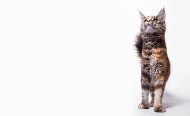 Beyaz arka planda yeşil gözlü, tüylü, safkan bir kedi. Kedi komik bir şekilde patisini kaldırır. Bir hayvanla duygusal fotoğraf..