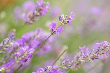 Narin lavanta çiçekleri hafif bir yaz esintisinde sallanıyor, sakin aromaları havayı doldururken yumuşak bokeh sakin bahçe atmosferini güçlendiriyor, rahatlamaya ve huzura davet ediyor.
