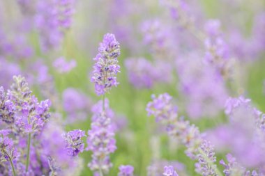 Yumuşak lavanta çiçekleri havayı güzel kokularla doldurup yazın özünü yakalıyor. Yumuşak mor renkler doğal ışık altında güzelce harmanlanır, sükunet ve rahatlığı davet eder..