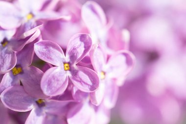 Yumuşak lavanta yaprakları ve altın merkezlerini gözler önüne seren narin leylak çiçekleri, huzurlu bir bahçede yenilenmeyi sembolize ediyor ve dikkat çekiyor..