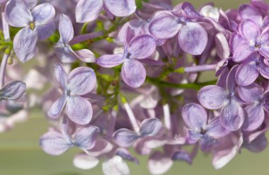 Leylak demetleri yumuşak mor ve beyazı sergiler, ılık güneş ışığıyla yıkanır, hayranlık uyandırır ve ilkbaharın güzelliğini tam çiçeklenerek uyandırır..