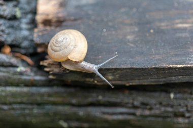 Su damlaları olan yeşil yaprağın yanındaki nemli bahçede siyah ahşap bir yüzey üzerinde hareket eden kara salyangozunun seçici odak görüntüsü. Kahverengi yumuşakçalar tıbbi amaçlar için kullanılır.. 