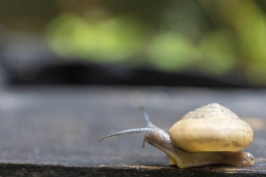Su damlaları olan yeşil yaprağın yanındaki nemli bahçede siyah ahşap bir yüzey üzerinde hareket eden kara salyangozunun seçici odak görüntüsü. Kahverengi yumuşakçalar tıbbi amaçlar için kullanılır.. 