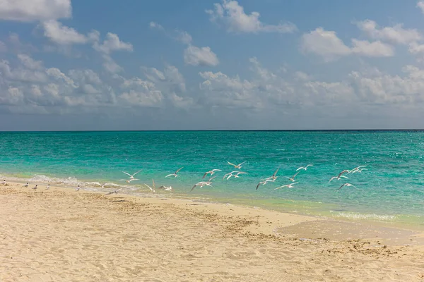 White and clean sand beach with flying seagulls on an island surrounded by deep blue sea