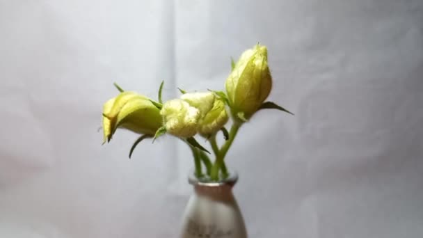 瓶ひょうたんの花のタイムラプス — ストック動画
