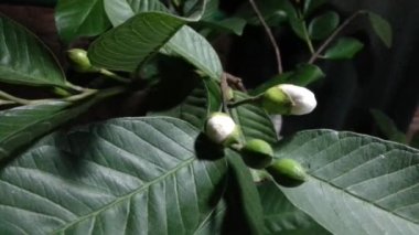 Guava Çiçeği Tim hızında.