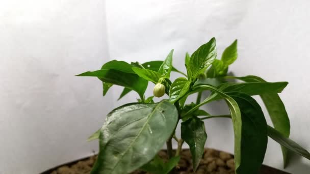 Chili Plant Időeltolódása — Stock videók