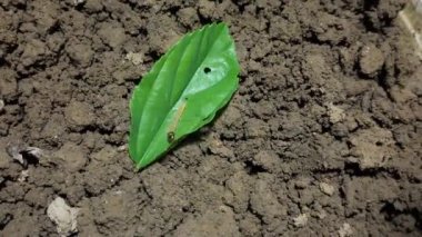 Tırtıl yuvası (Timelapse)