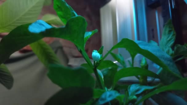 Capsicum Flower Zeitraffer — Stockvideo