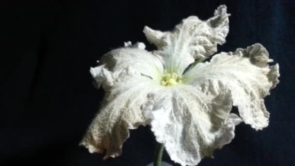 白い花が咲く時間経過 — ストック動画