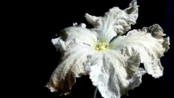 Weiße Blume Blüht Zeitraffer — Stockvideo