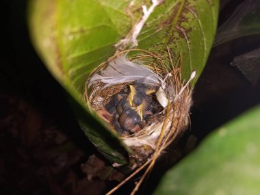 Dört yavru Tailorbird iki yaprağın arasına yuva yapmış annesini bekliyor..