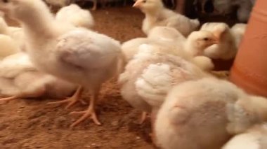 Çiftlikte bir sürü yavru tavuk, Beslenmenin tadını çıkaran piliçler ve çiftlikte dinlenen diğer tavuklar.