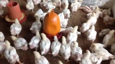 Yavru civciv bolluğu kümes hayvanları çiftliğine dağılmış, etkin bir şekilde çevrelerini keşfediyor..