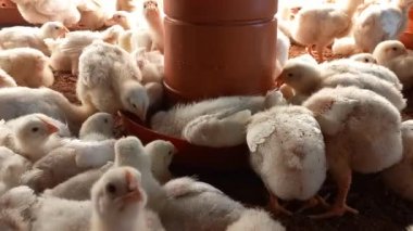 Yeni doğmuş tavuklar kümes hayvanları çiftliğinde mutlu bir şekilde besleniyorlar..