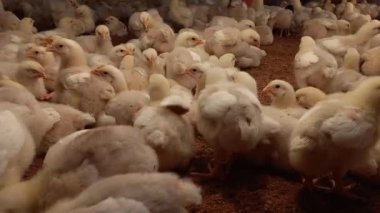 Şirin Yavru Tavuklar Çiftlikte Yiyip Dinleniyor. Kümes hayvanları çiftliğindeki civcivlerin canlı bir sahnesi..