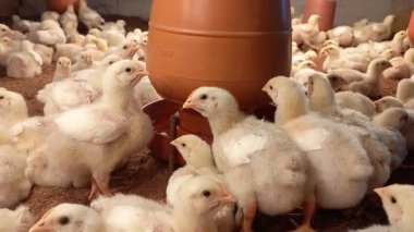 Beyaz civcivler kümes hayvanları çiftliğinde su içiyor..