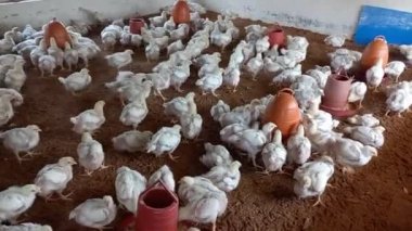 Birçok genç beyaz tavuk çiftlikte geziniyor..