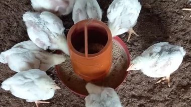 Bir grup beyaz ızgara tavuk kümes hayvanları çiftliğinde yemek yiyor. en üstteki görünüm