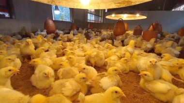 Kümes hayvanları çiftliğinde bir sürü ızgara tavuk. Küçük tavuklar