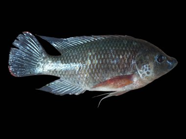 Tilapia balığı siyah arkaplanda izole..
