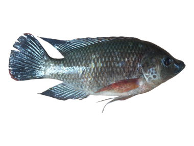 Tilapia balığı şeffaf arkaplanda izole edildi.