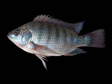 Kara Arkaplanda Nil tilapia Balığı (Oreochromis niloticus) izole edilmiştir
