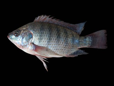 Nile tilapia Fish (Oreochromis niloticus) Isolated on Black Background clipart