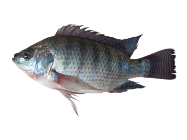 Kara Arkaplanda Nil tilapia Balığı (Oreochromis niloticus) izole edilmiştir