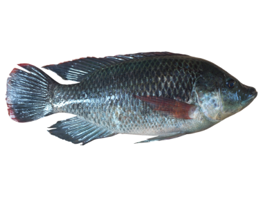 Tilapia Balığı Siyah Arkaplanda İzole Edildi: Su Yaşamı Konsepti