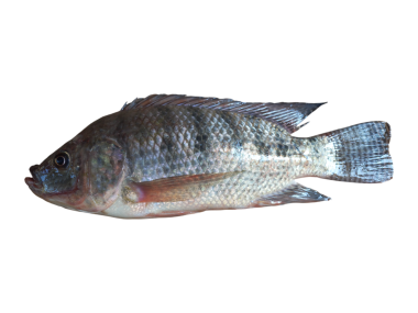 Taze Tilapia (Oreochromis niloticus) Kara Arkaplanda Balık