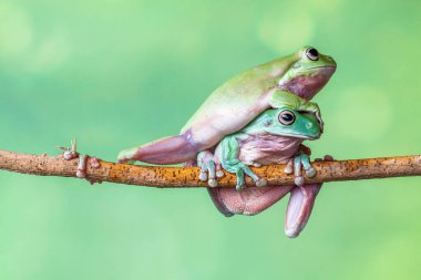 Avustralya yeşil ağaç kurbağası (Ranoidea caerulea), Avustralya 'da sadece yeşil ağaç kurbağası, Beyaz ağaç kurbağası veya tombul ağaç kurbağası olarak da bilinir.