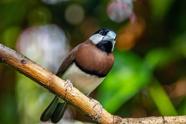 Wróbel Timor Padda Fuscata Znany Również Jako Timor Dusky Sparrow — Zdjęcie stockowe