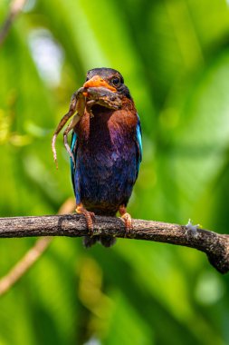 Javan Kingfisher (Halcyon siyanoventris), bazen mavi karınlı Kingfisher veya Java Kingfisher olarak da bilinir.