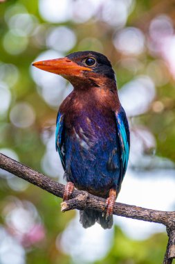 Javan Kingfisher (Halcyon siyanoventris), bazen mavi karınlı Kingfisher veya Java Kingfisher olarak da bilinir.